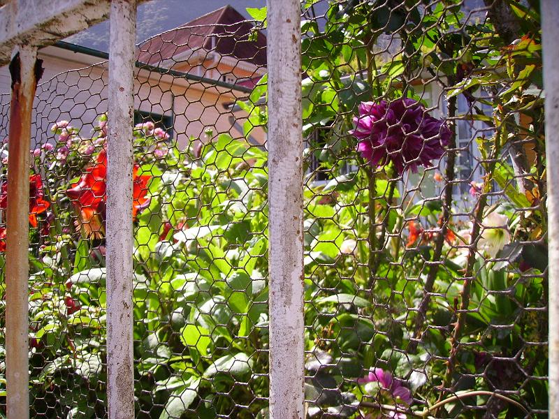 IMGP5573.JPG