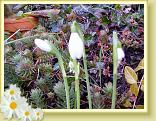 perce-neige