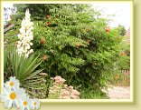 fleurs1