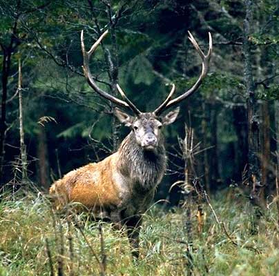 cerf