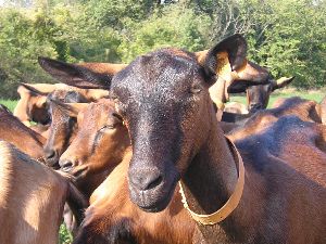 chevres