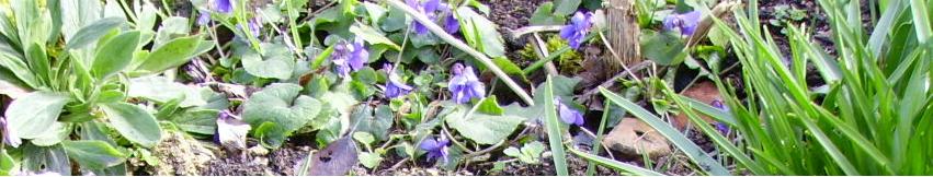 fleurs bas