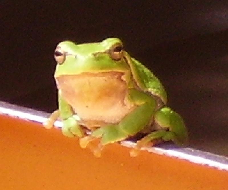 Coâ ! grenouille
